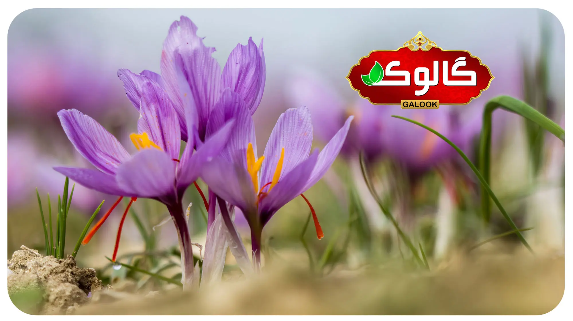 بنر-سایت1-1