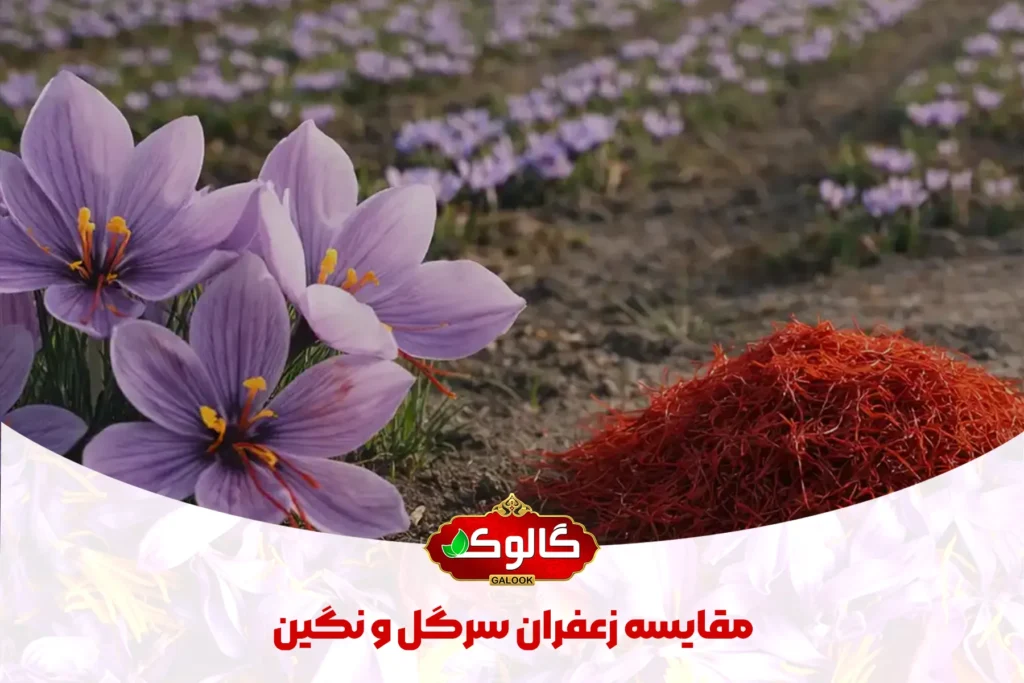 مقایسه زعفران رسرگل و نگین